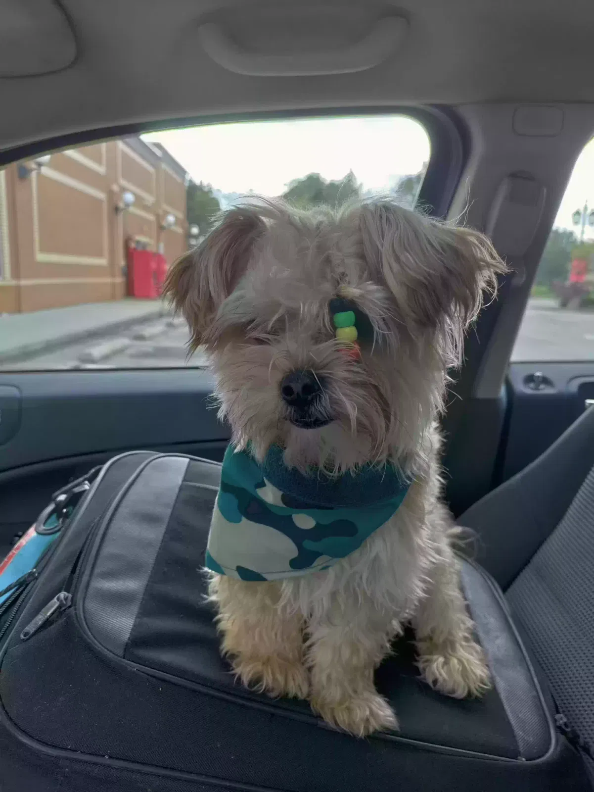 Lost dog in Cleveland, OH, 44110