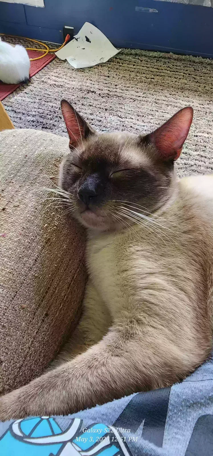 Lost cat in North Fort Myers, FL, 33903