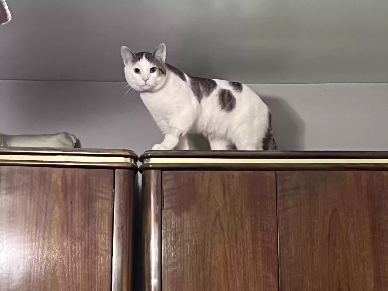 Lost cat in Sewickley, PA, 15143