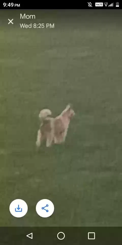 Lost dog in Tulsa, OK, 74112