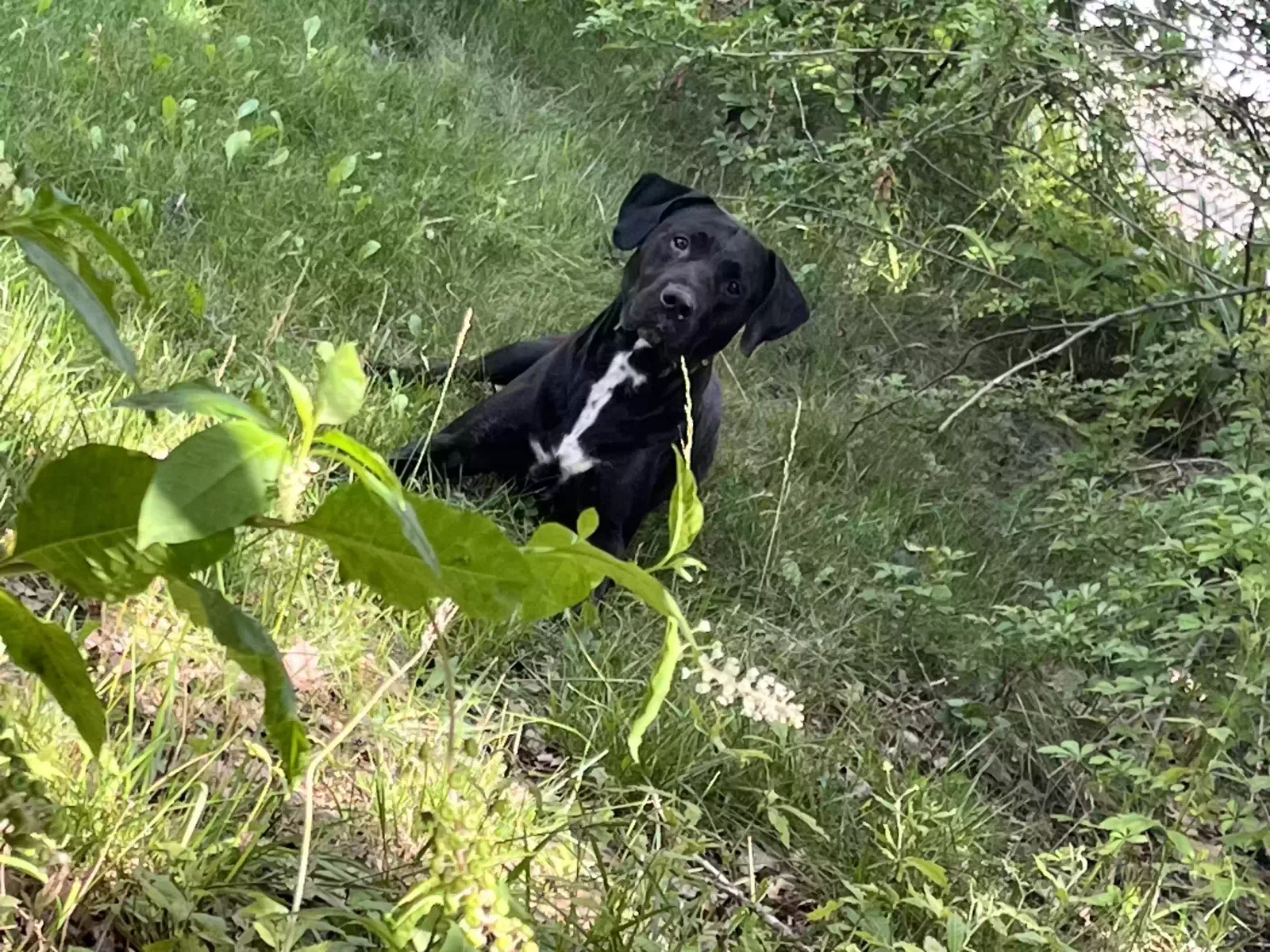 Found dog in Grand Rapids, MI, 49507