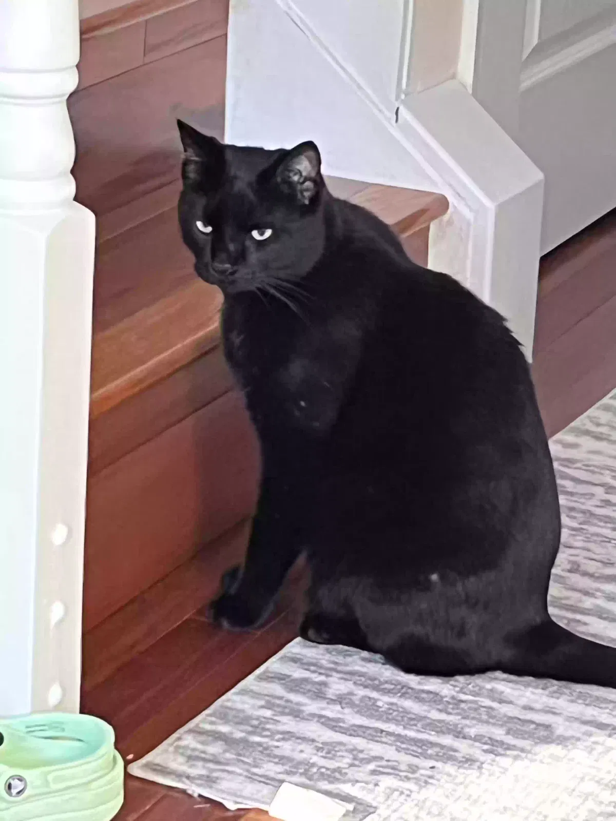 Lost cat in Upper Marlboro, MD, 20774