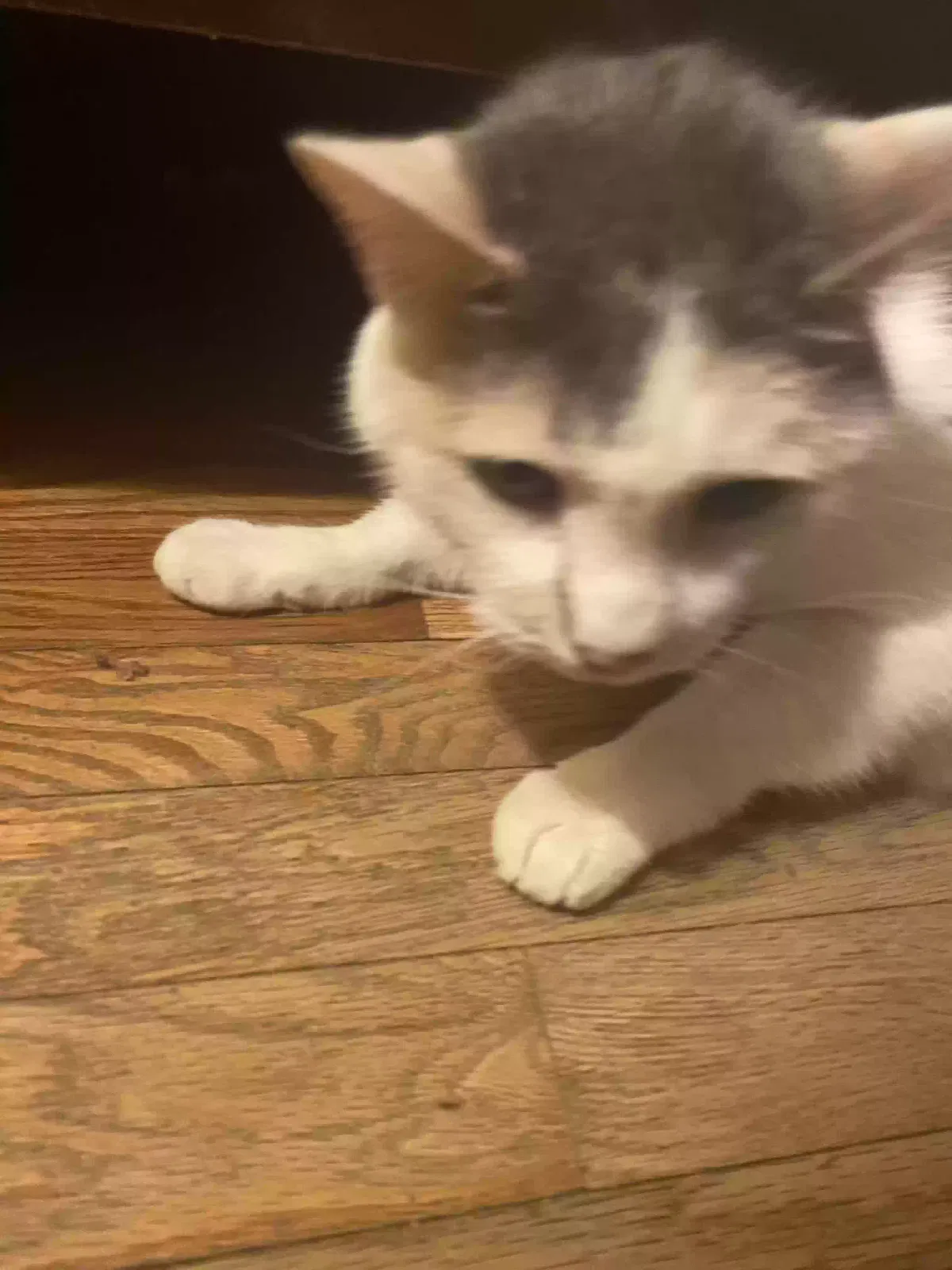 Lost cat in Carolina, RI, 2812