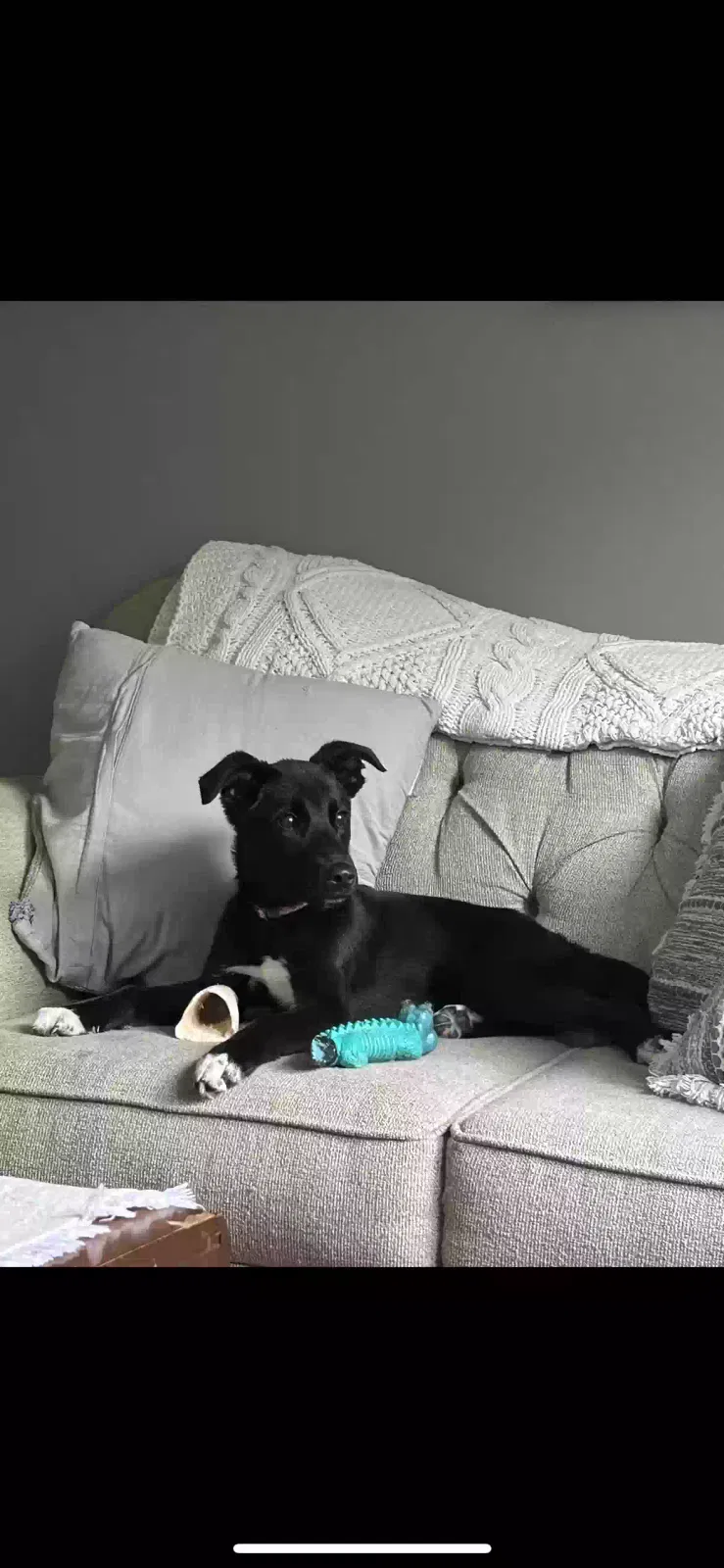 Lost dog in Cleveland, TN, 37323