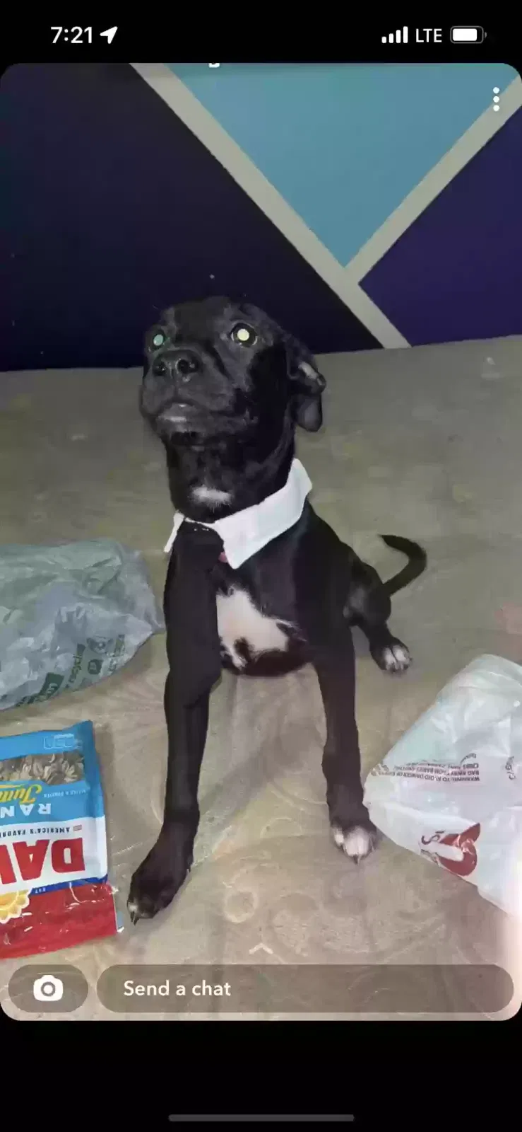 Lost dog in Pine Grove, LA, 70453