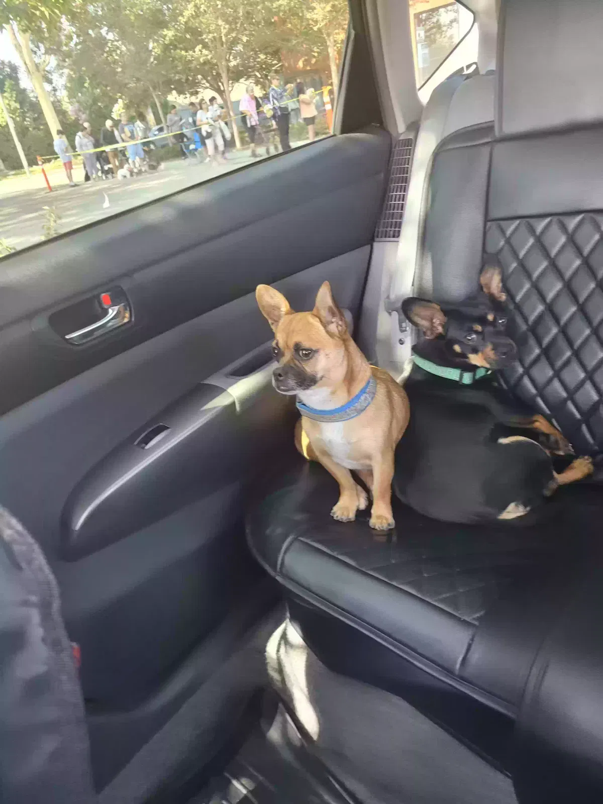 Found dog in Montebello, CA, 90640