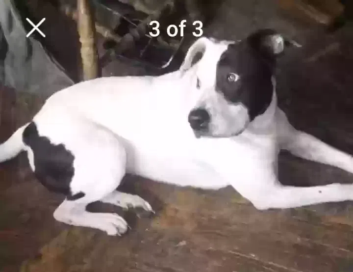 Lost dog in Colcord, OK, 74338