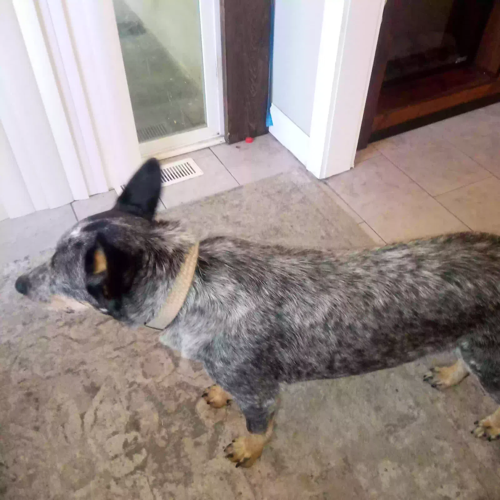Found Dog