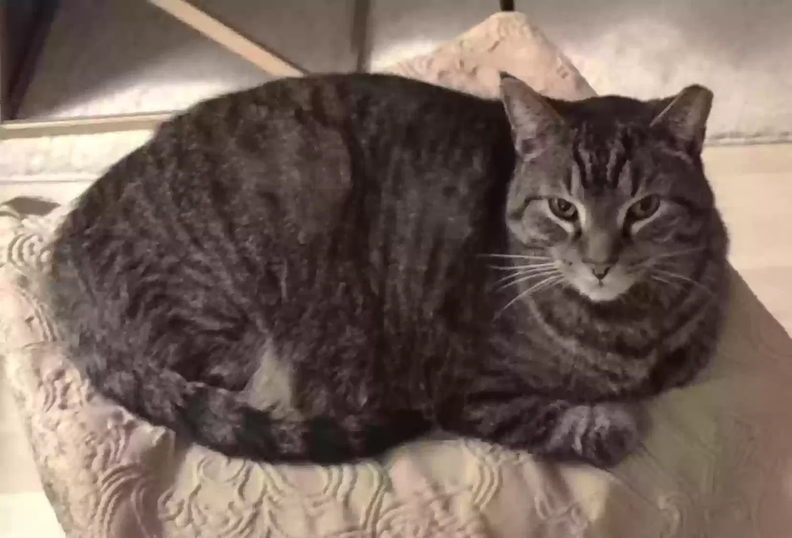 Lost cat in Jamestown, NC, 27282