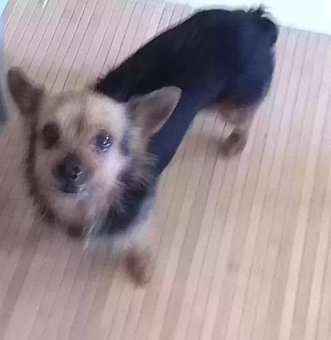 Found dog in Fontana, CA, 92336