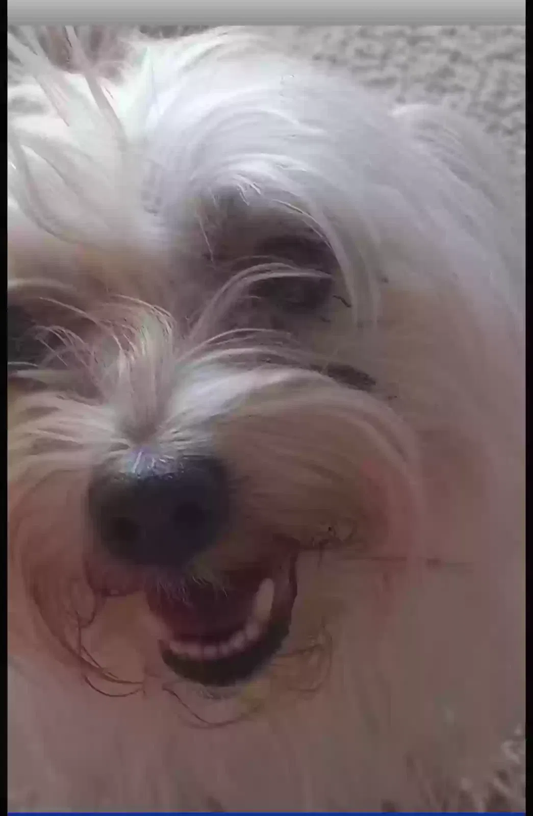 Lost dog in Hemet, CA, 92545