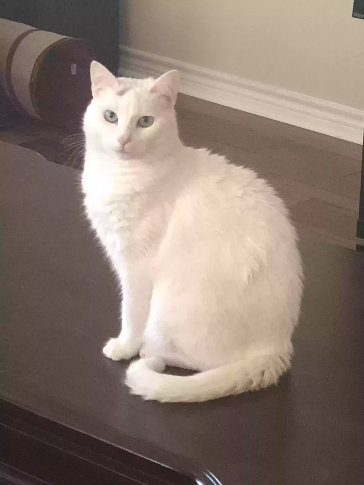 Lost cat in San Antonio, TX, 78254