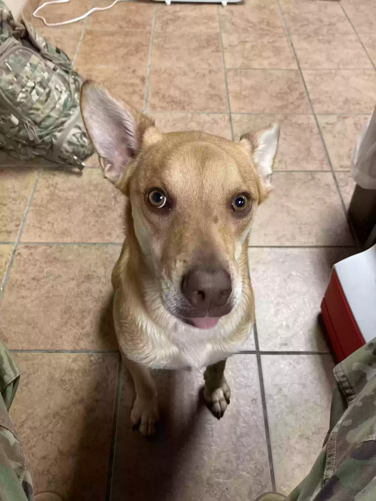Found dog in Fort Knox, KY, 40121