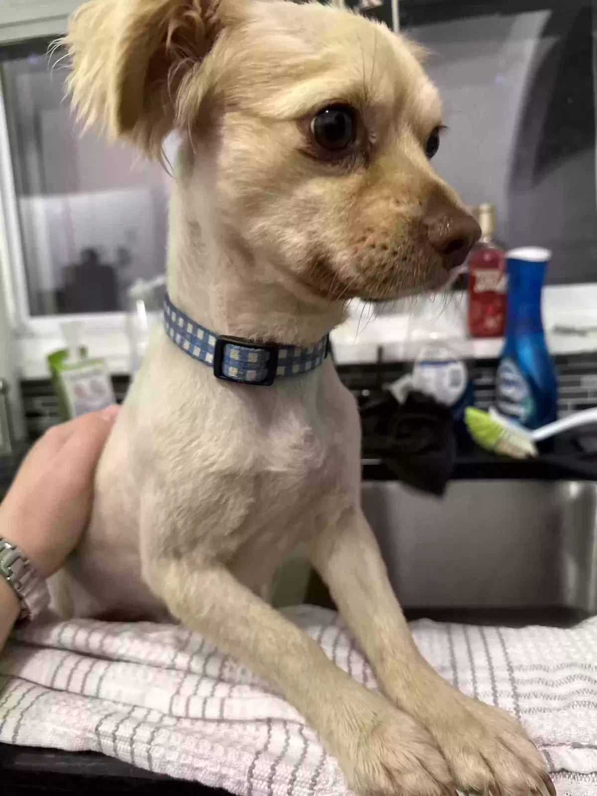Found dog in Runnemede, NJ, 8078