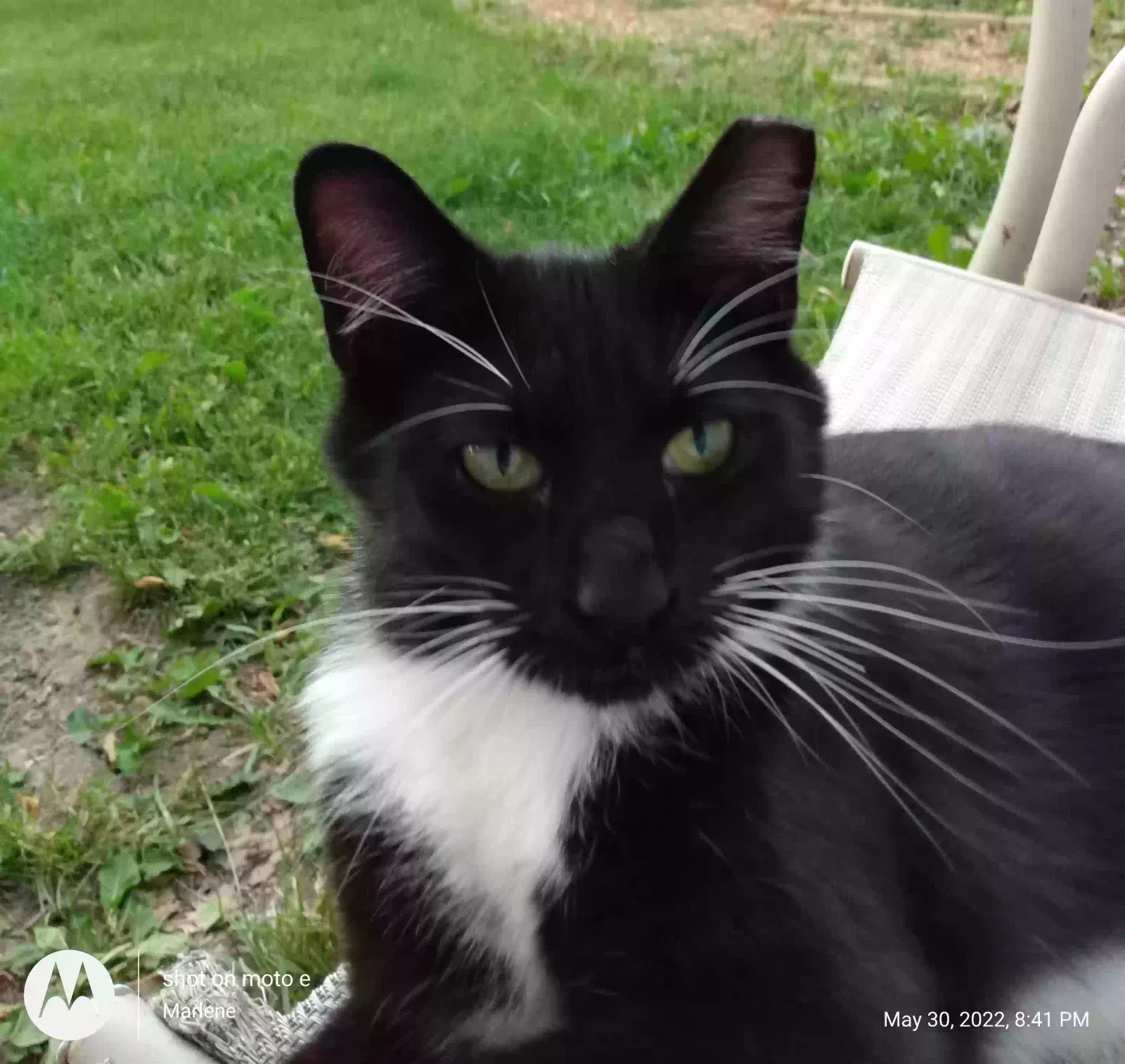 Lost cat in Hartford City, IN, 47348