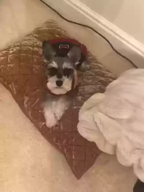 Lost dog in Pittsburgh, PA, 15241