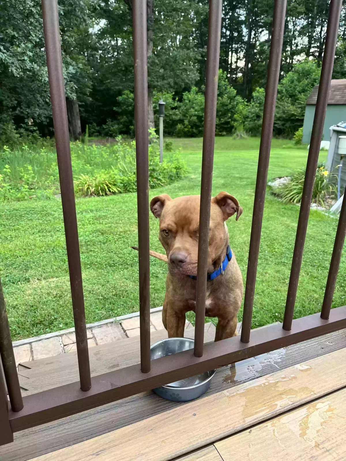 Found dog in Statesville, NC, 28677