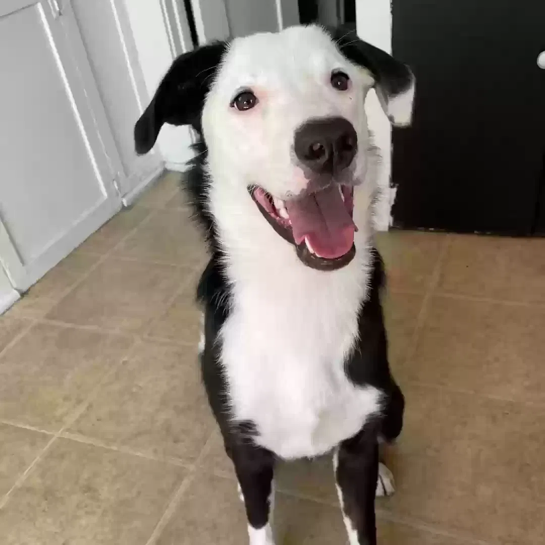 Lost dog in Los Angeles, CA, 90019
