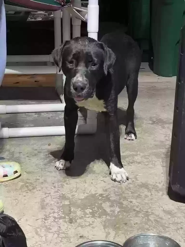Found dog in Fort Lauderdale, FL, 33309