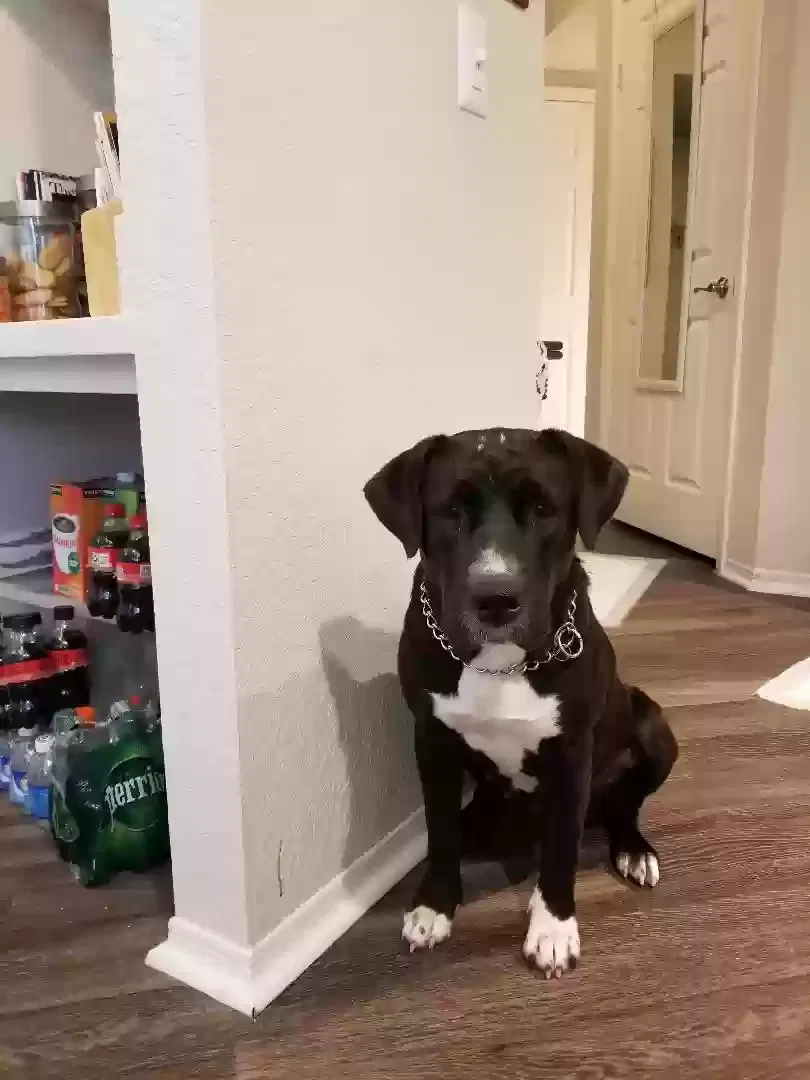 Found dog in Fort Lauderdale, FL, 33319