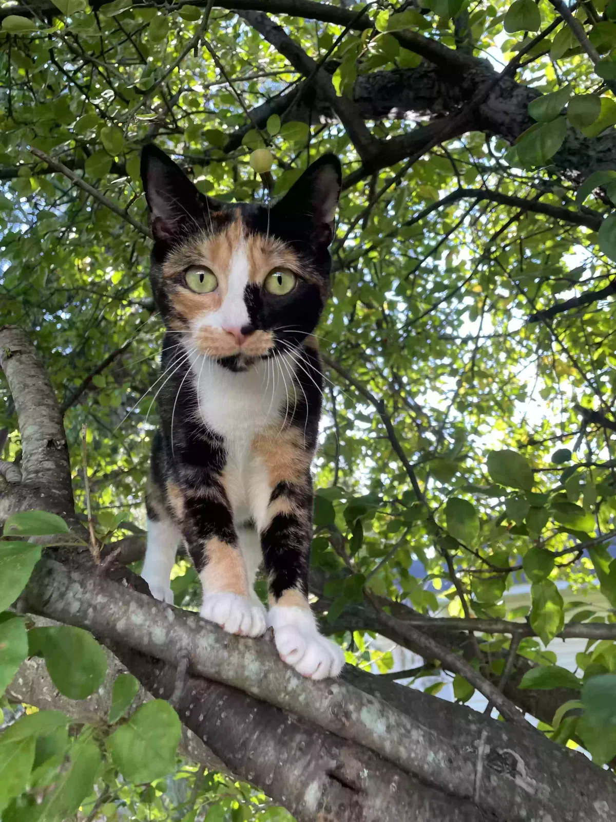 Lost cat in Grand Island, NY, 14072