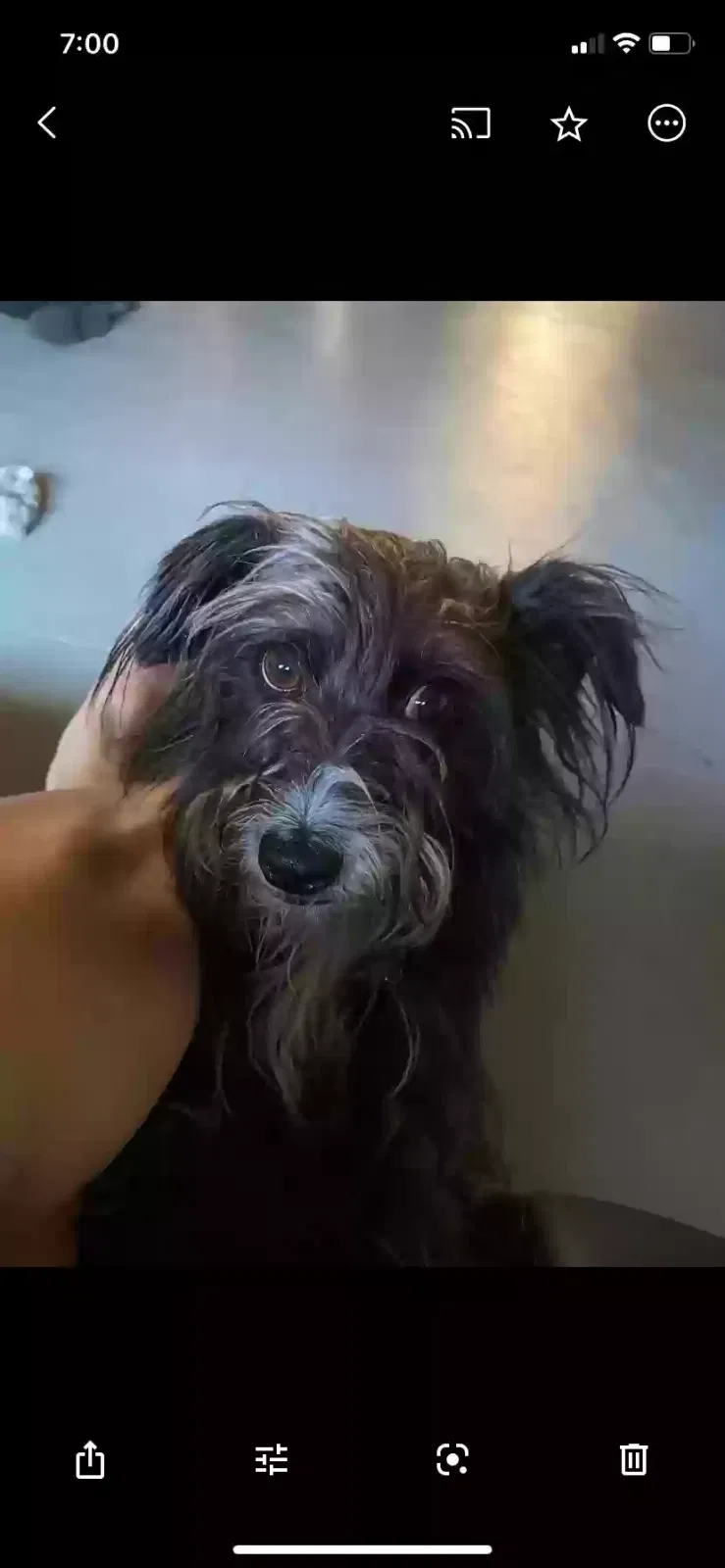 Lost dog in Richmond, CA, 94801