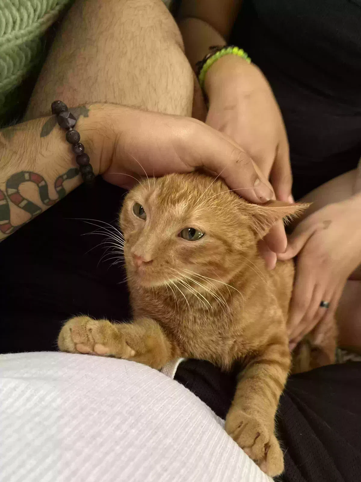Lost cat in Pinson, AL, 35126