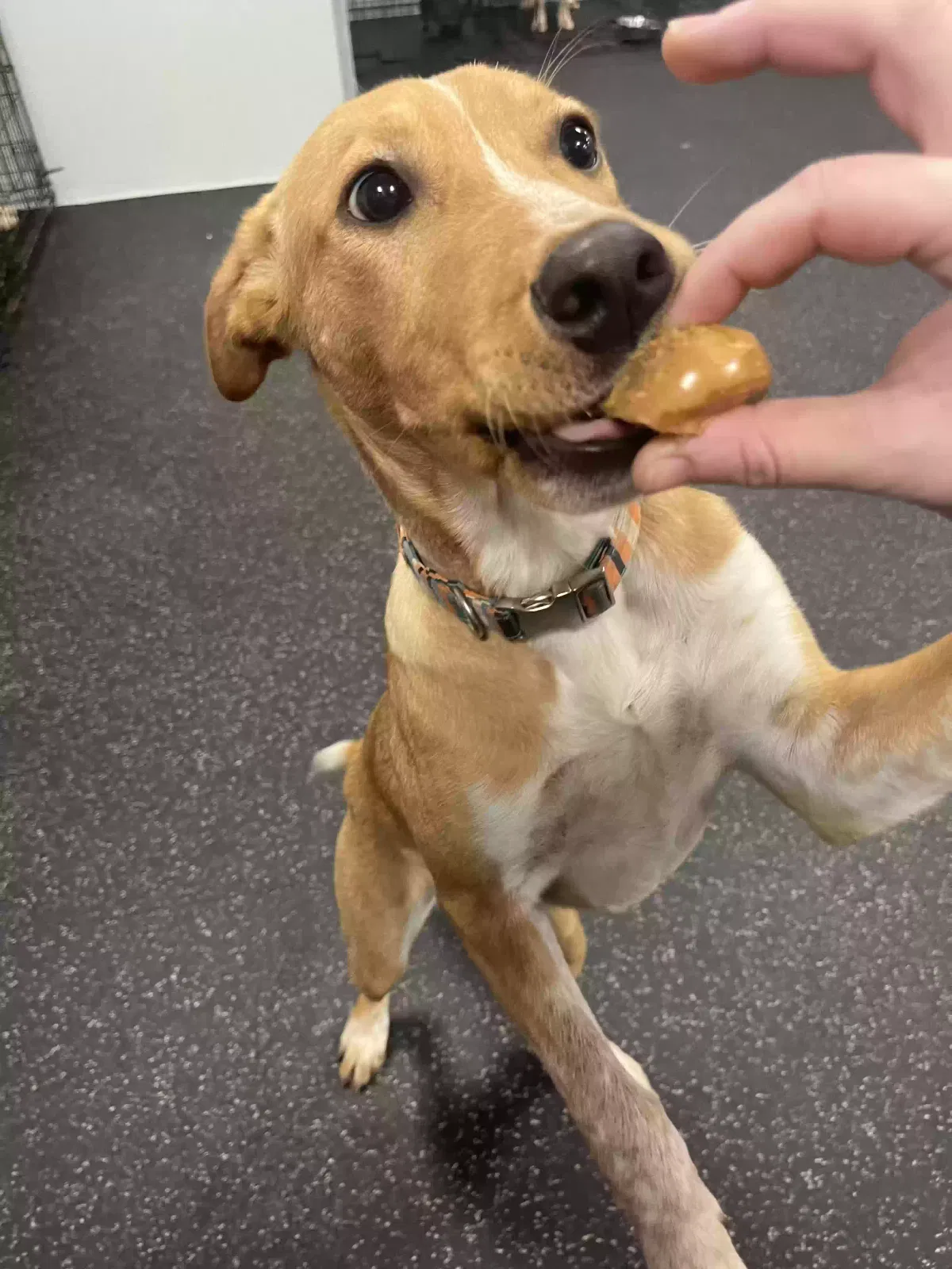 Lost dog in Houston, TX, 77084