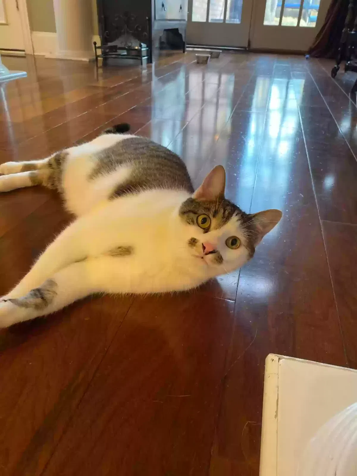 Lost cat in Denton, TX, 76210