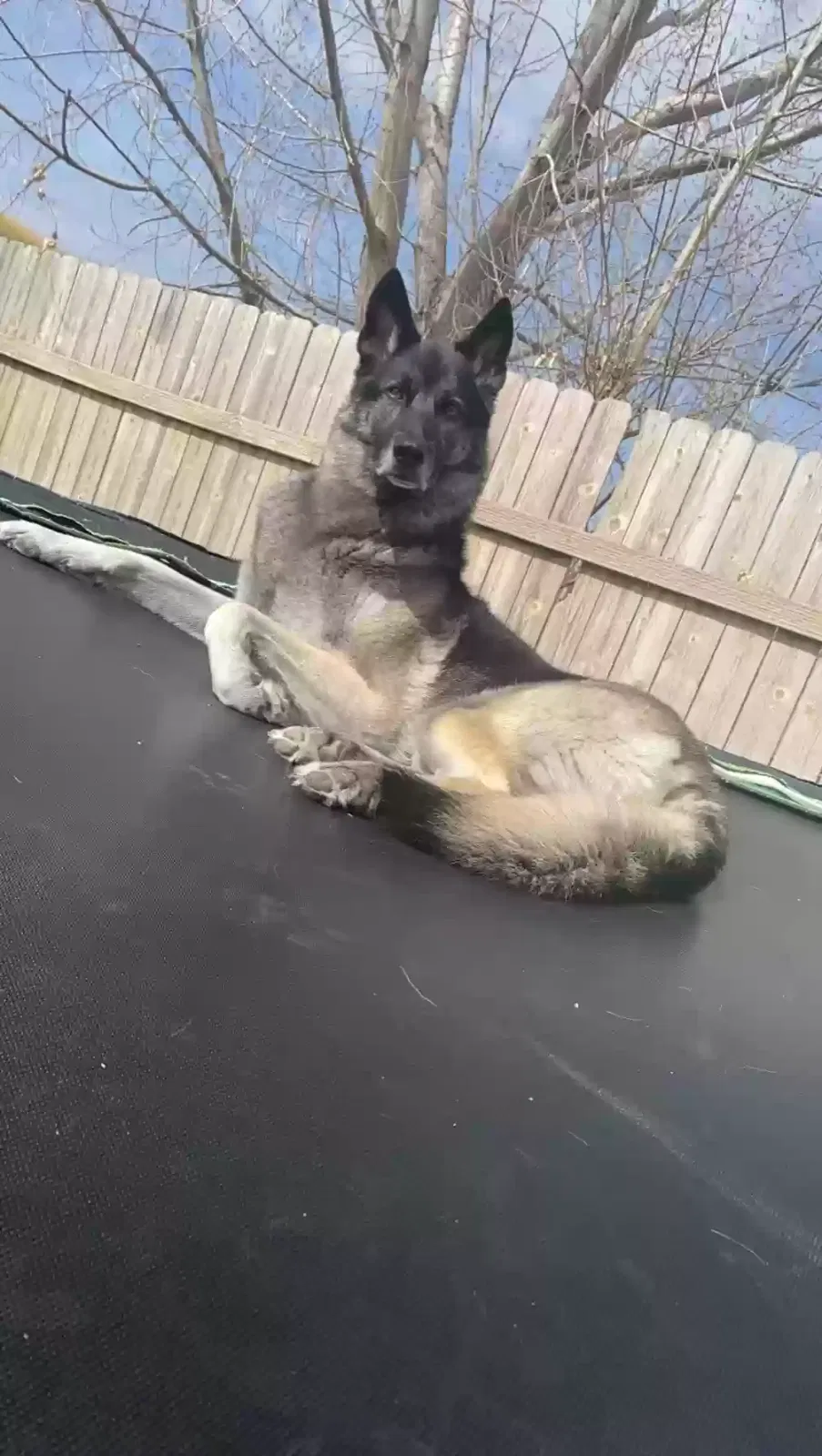 Lost dog in Caldwell, ID, 83605