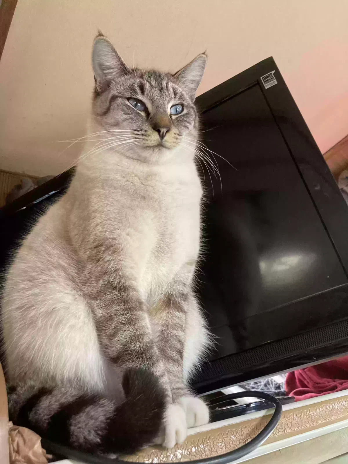 Lost cat in Salem, OR, 97302