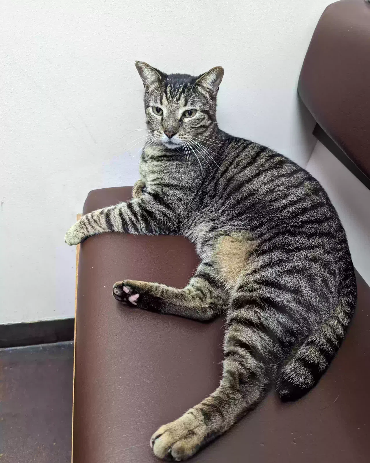 Lost cat in Gilbert, AZ, 85298