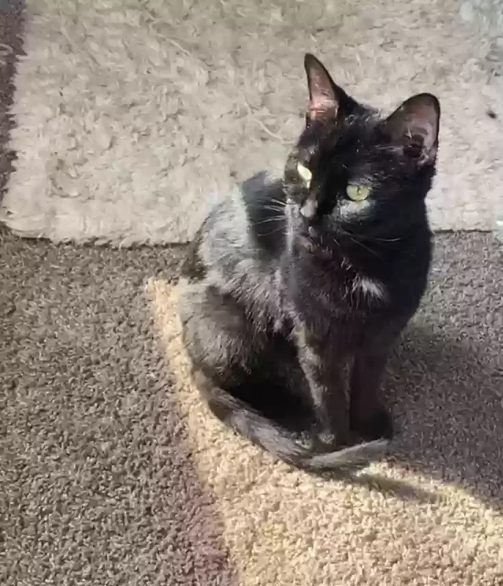 Lost cat in Kenosha, WI, 53140