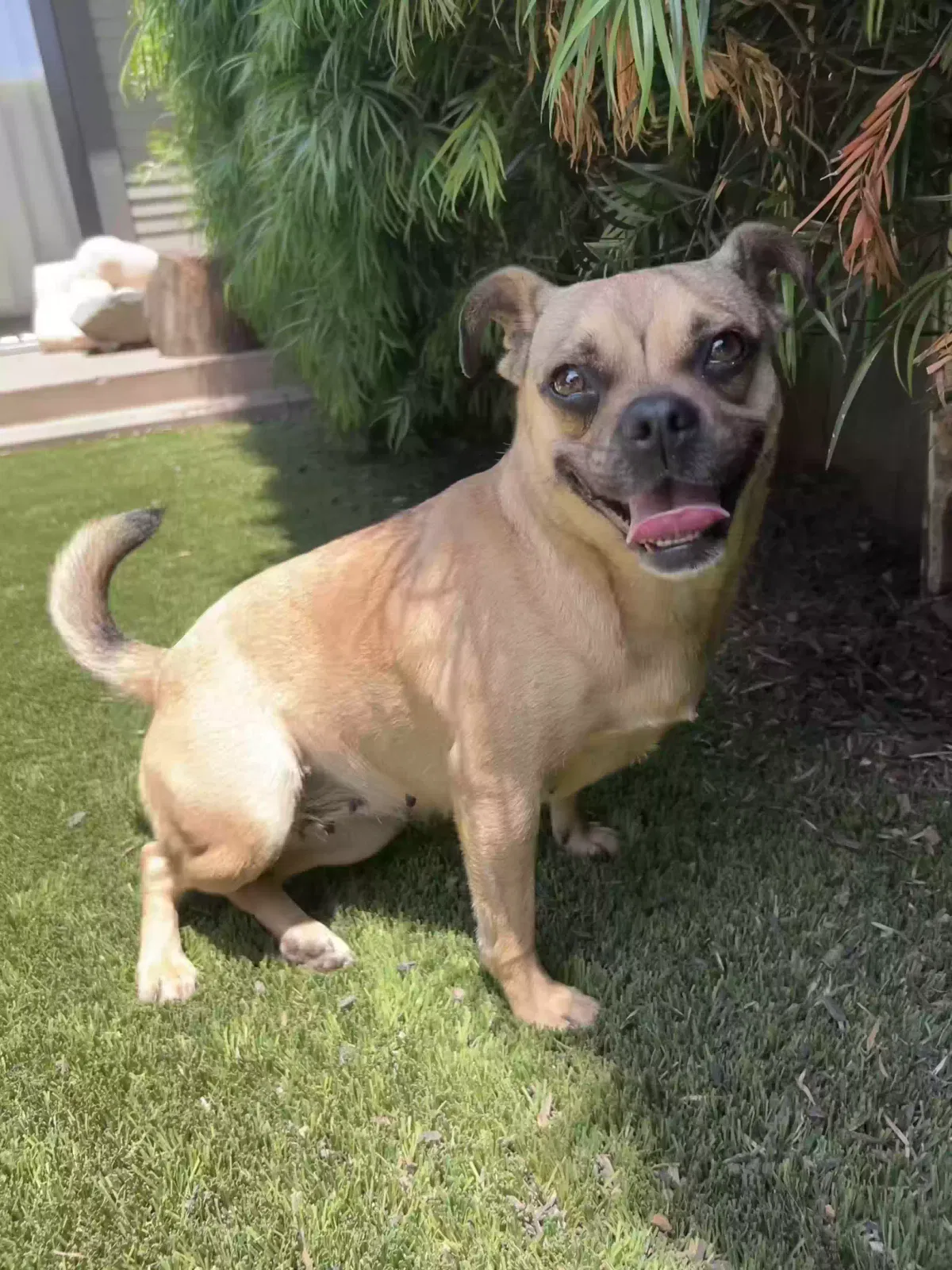 Lost dog in Los Angeles, CA, 90019