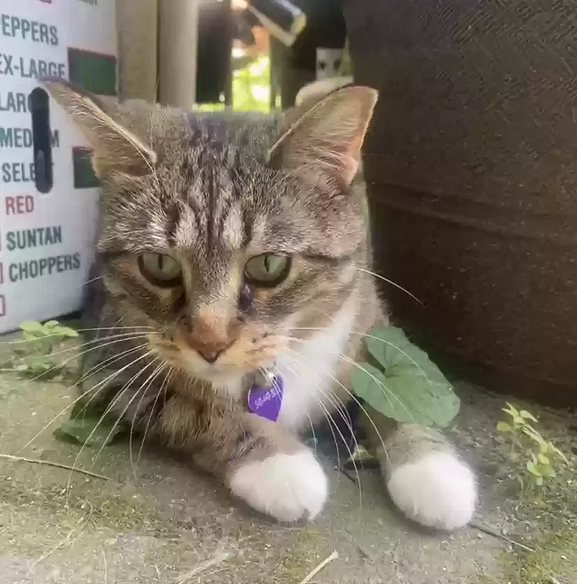 Lost cat in Chicago, IL, 60647