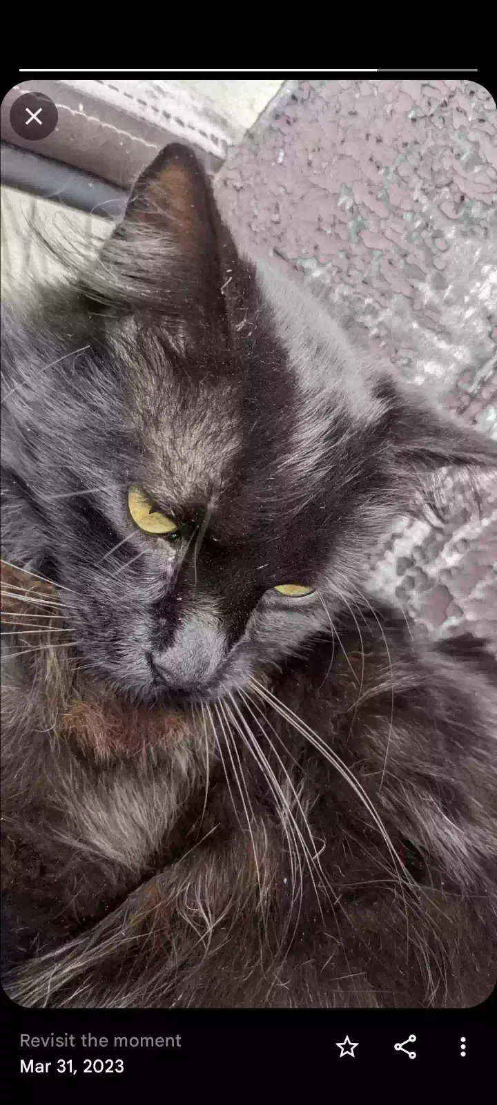 Lost cat in Covina, CA, 91722