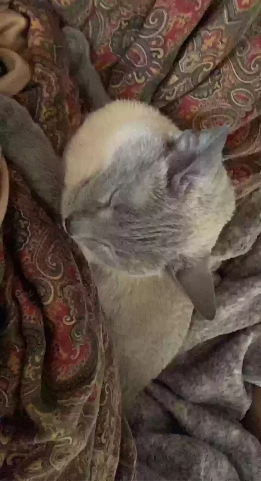 Lost cat in Decatur, AL, 35601