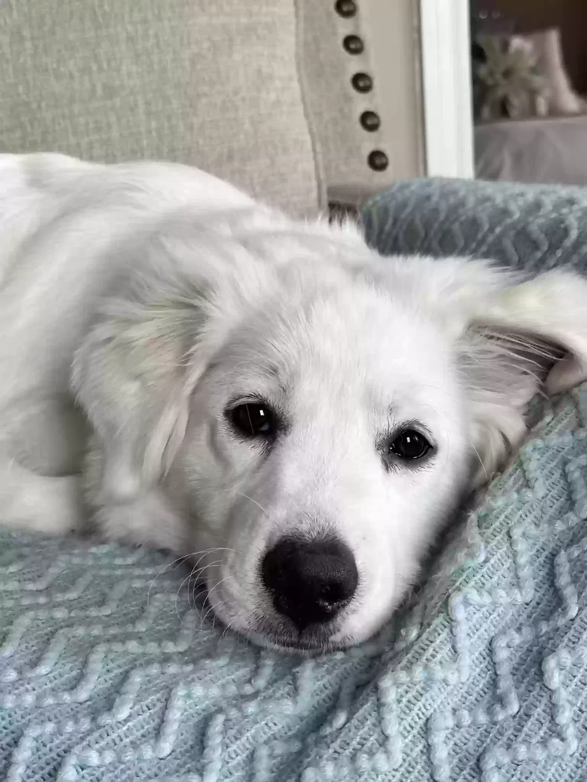 Lost dog in Temple, TX, 76502