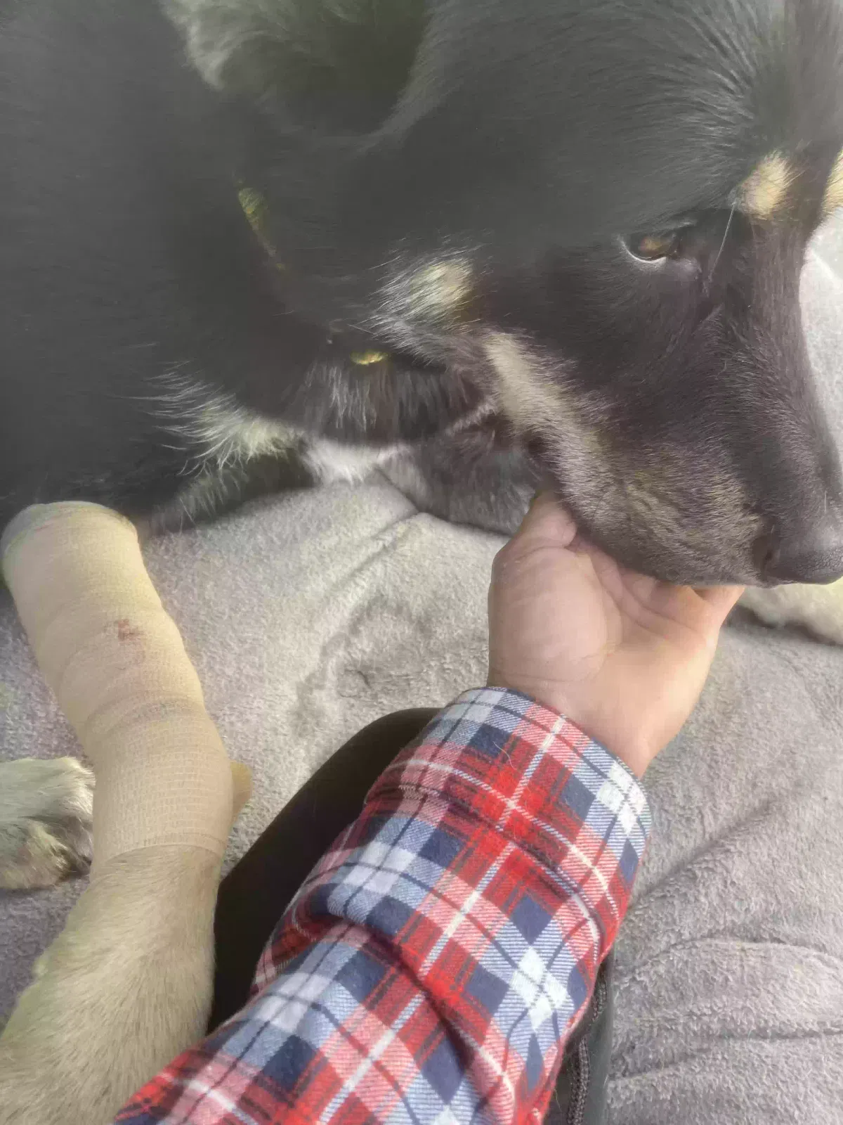 Lost dog in Santa Monica, CA, 90404