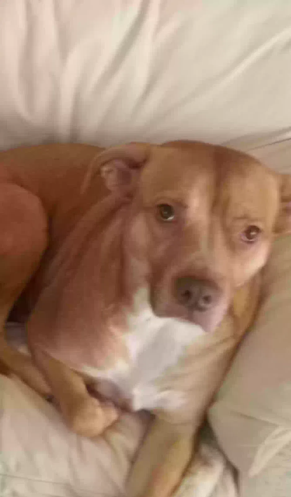 Lost dog in Harrison Township, MI, 48045