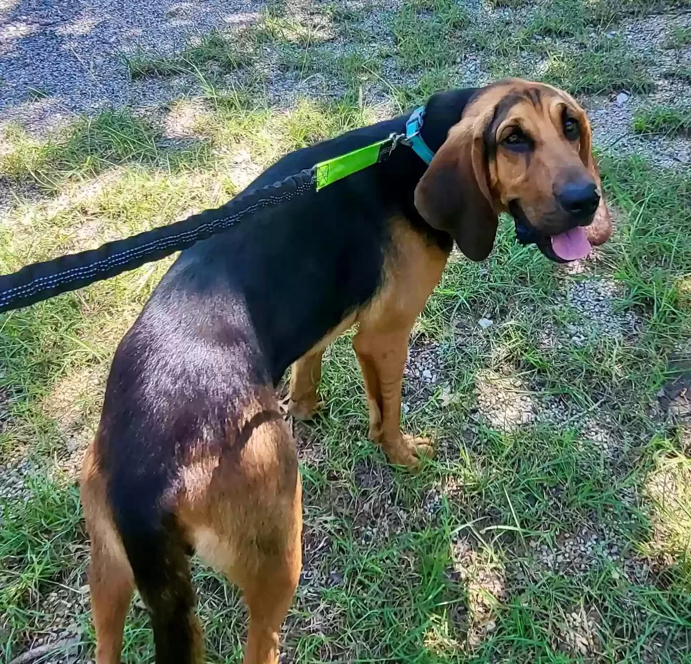 Found dog in Gainesville, TX, 76240