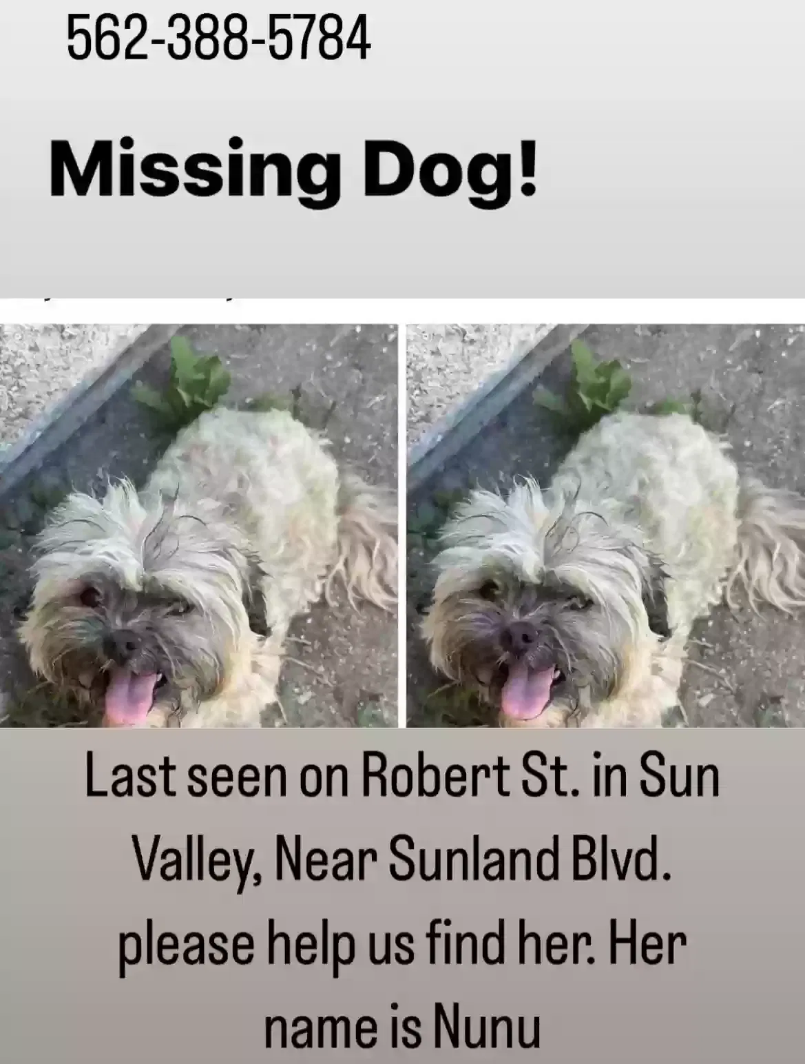 Lost dog in Sun Valley, CA, 91352