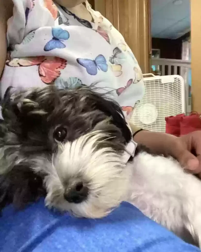 Lost dog in Charlotte, NC, 28269