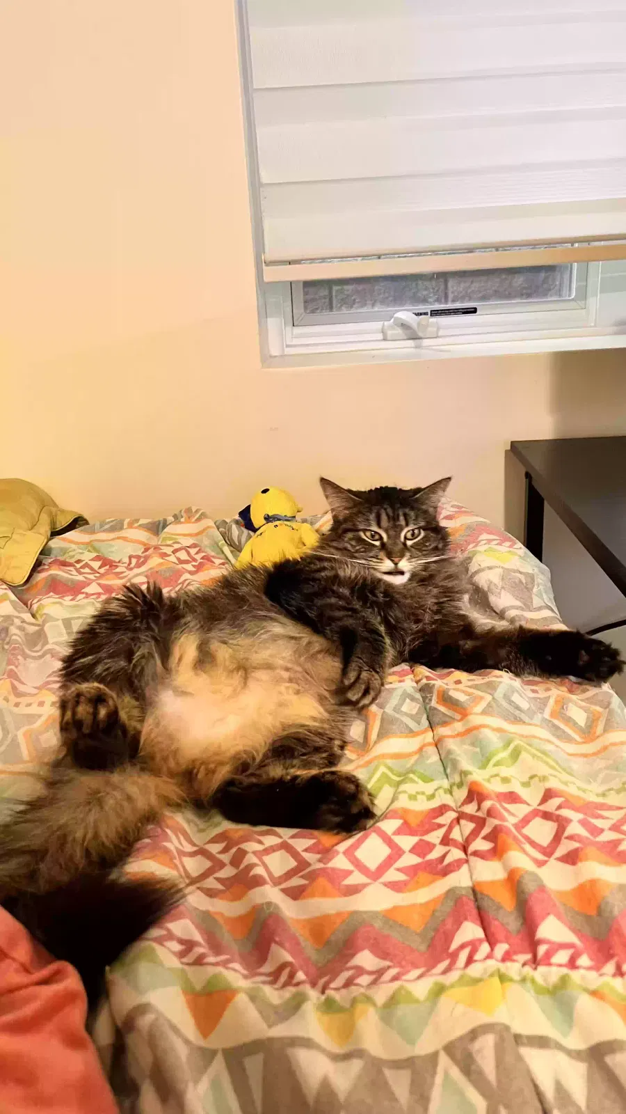Lost cat in Ridgefield, NJ, 7657