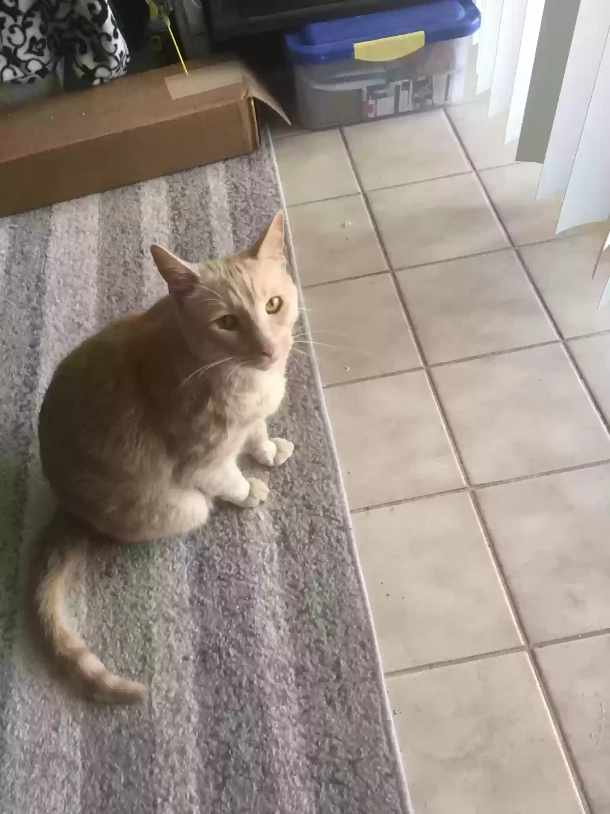 Lost cat in Mesa, AZ, 85207