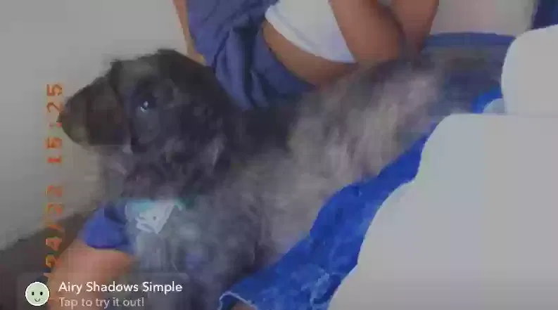 Lost dog in Dallas, TX, 75218