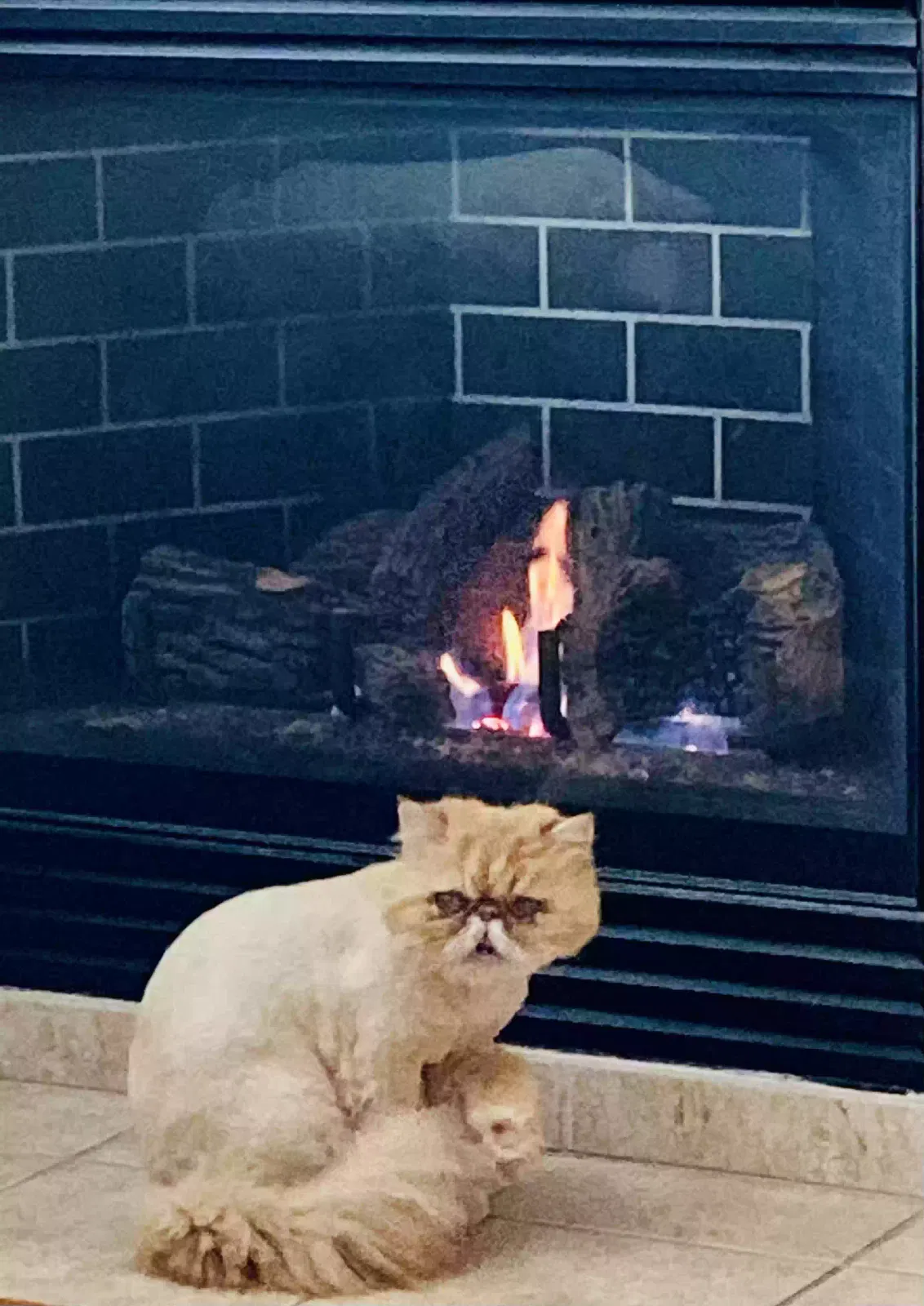 Lost cat in Carmichael, CA, 95608