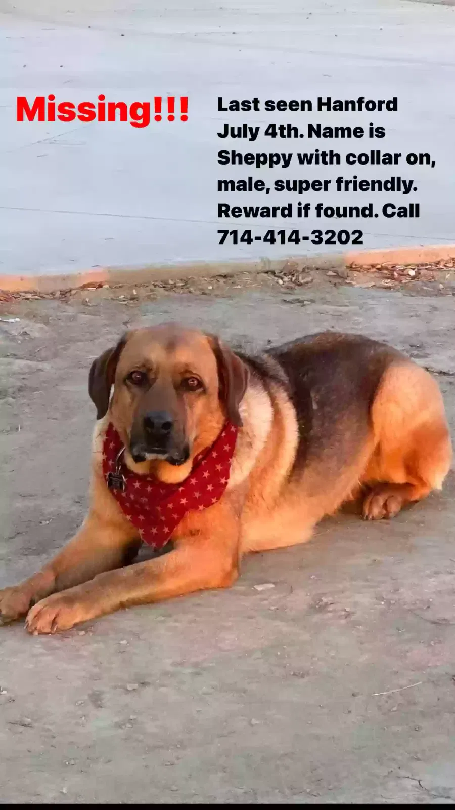 Lost dog in Hanford, CA, 93230