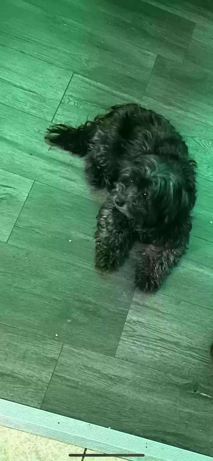 Lost dog in Fullerton, CA, 92833