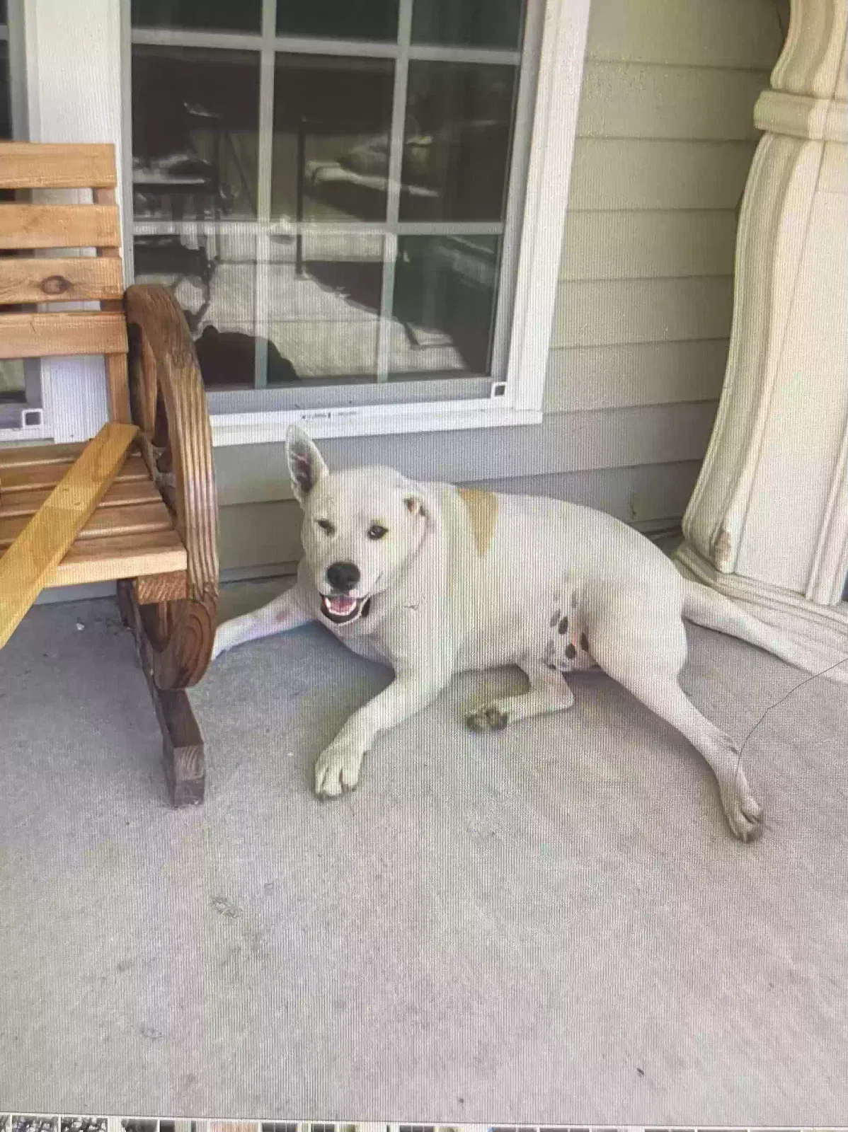 Lost dog in Cordova, SC, 29039